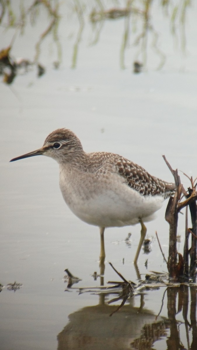 Wood Sandpiper - ML643503838