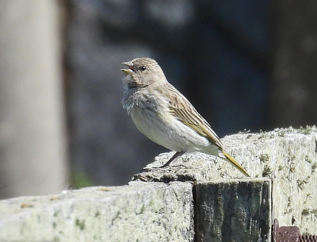 Saffron Finch - ML643503839