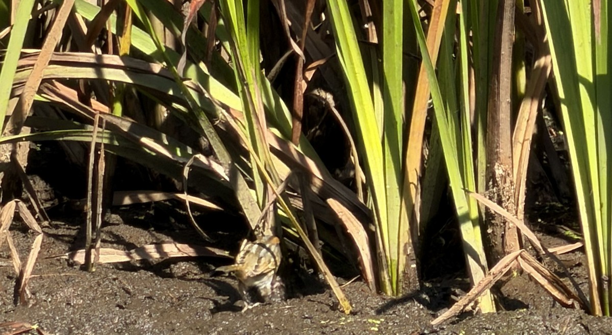 Nelson's Sparrow - ML643503840