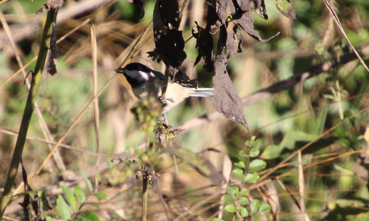 Carolina Chickadee - ML643503846