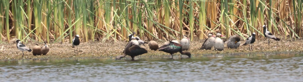 Yellow-billed Duck - ML643503847