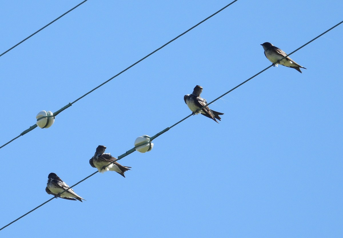 Gray-breasted Martin - ML643503854