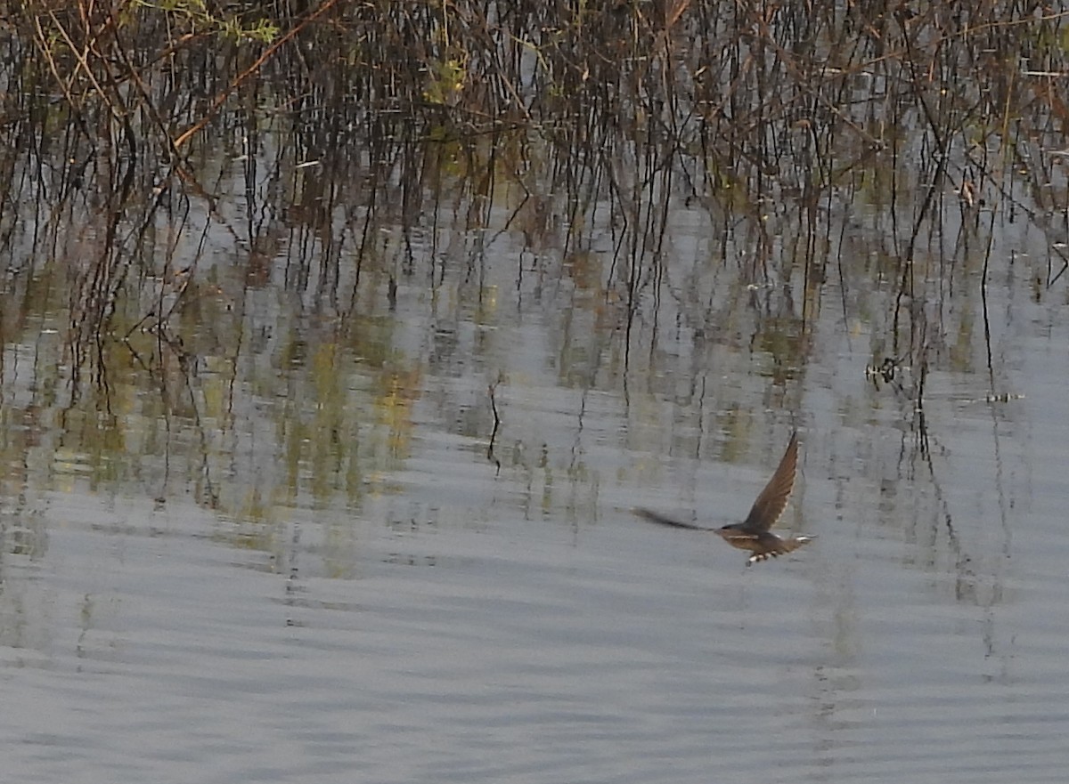 Barn Swallow - ML643503858