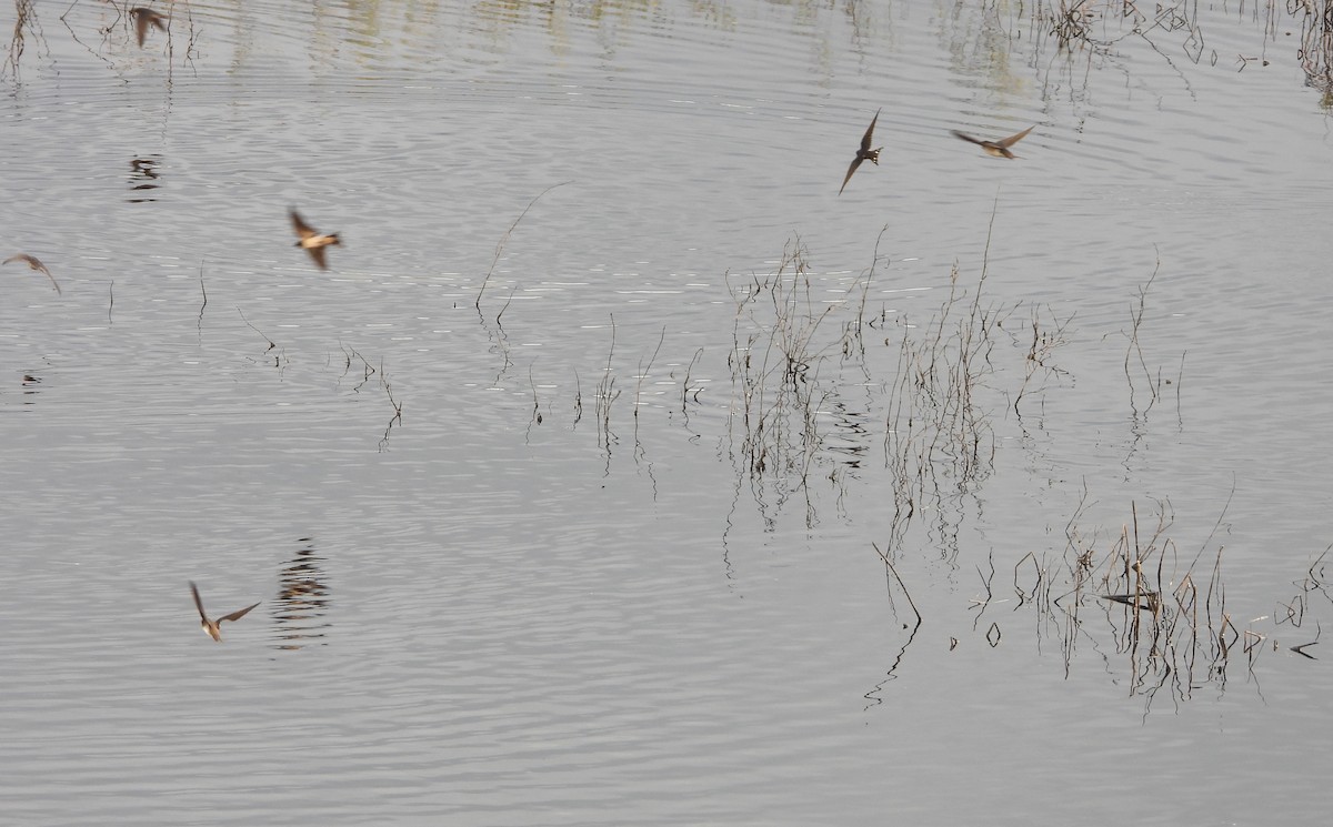 Barn Swallow - ML643503860