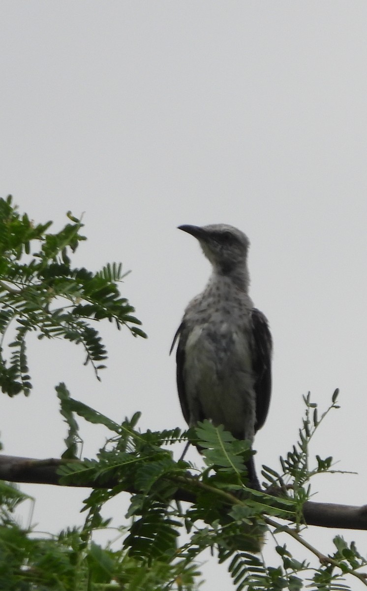 Tropical Mockingbird - ML643503867