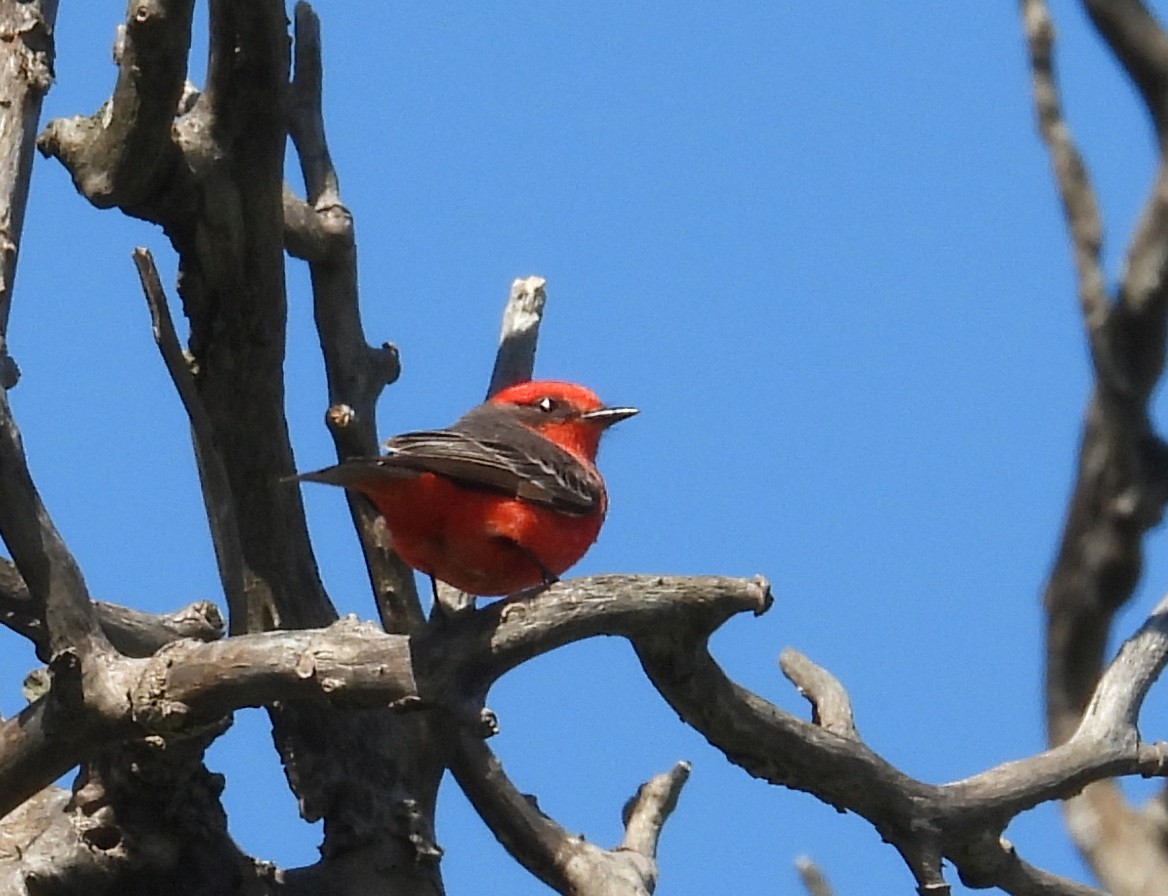 Vermilion Flycatcher - ML643503870