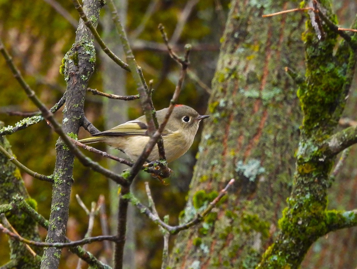 Ruby-crowned Kinglet - ML643503871