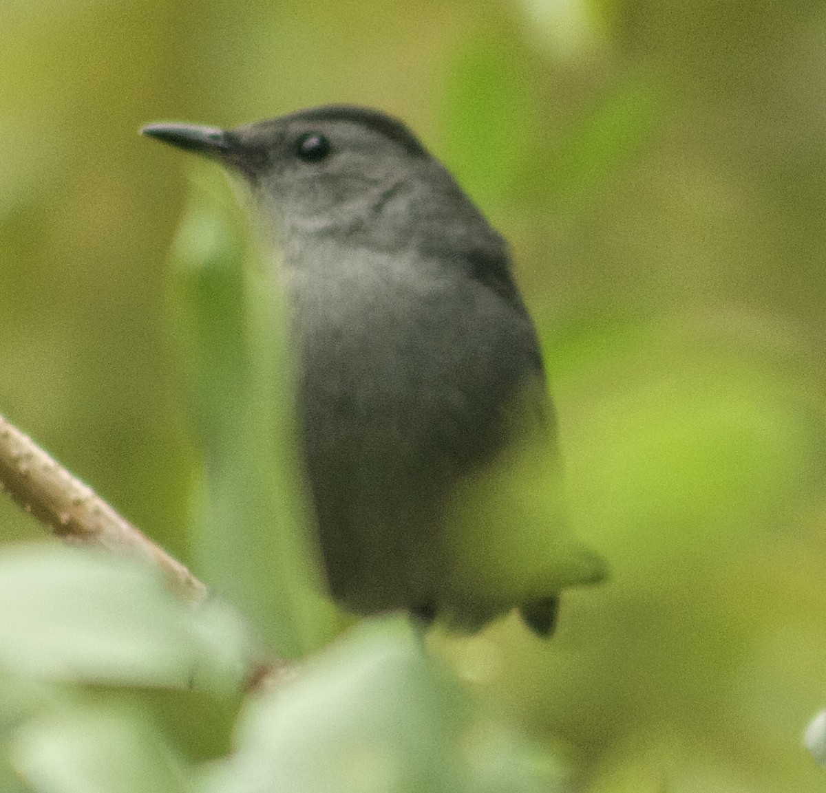 kattespottefugl - ML643503878