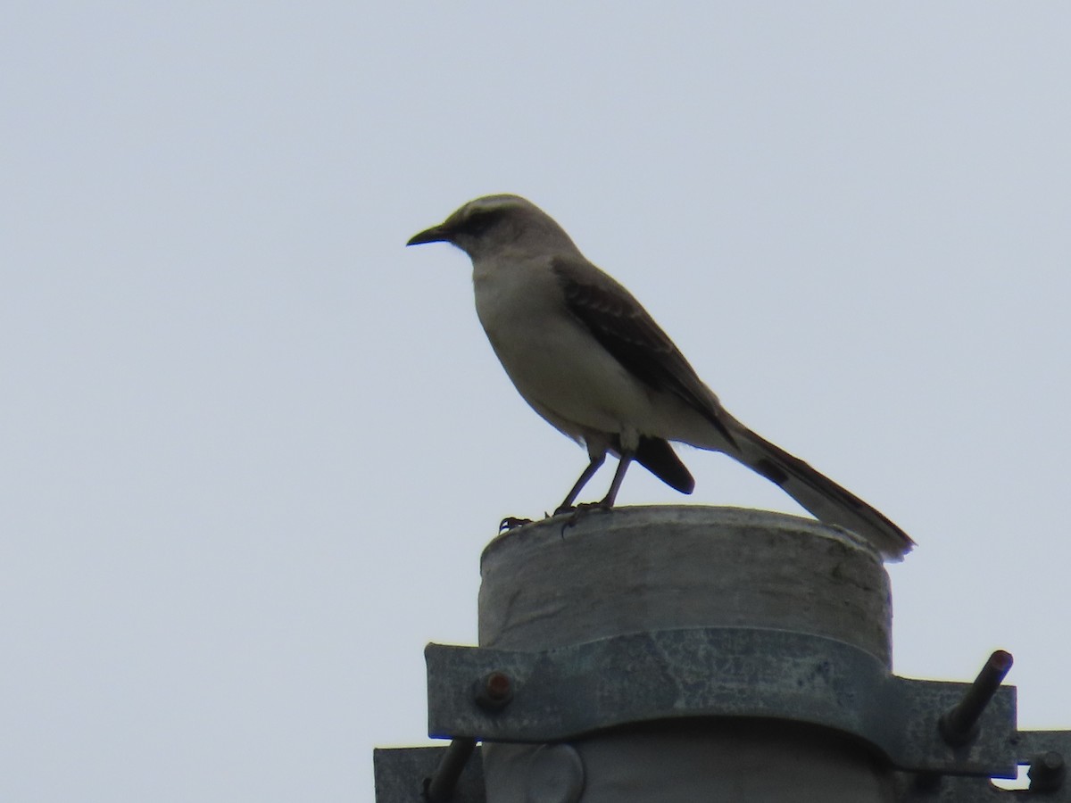 Tropical Mockingbird - ML643503891