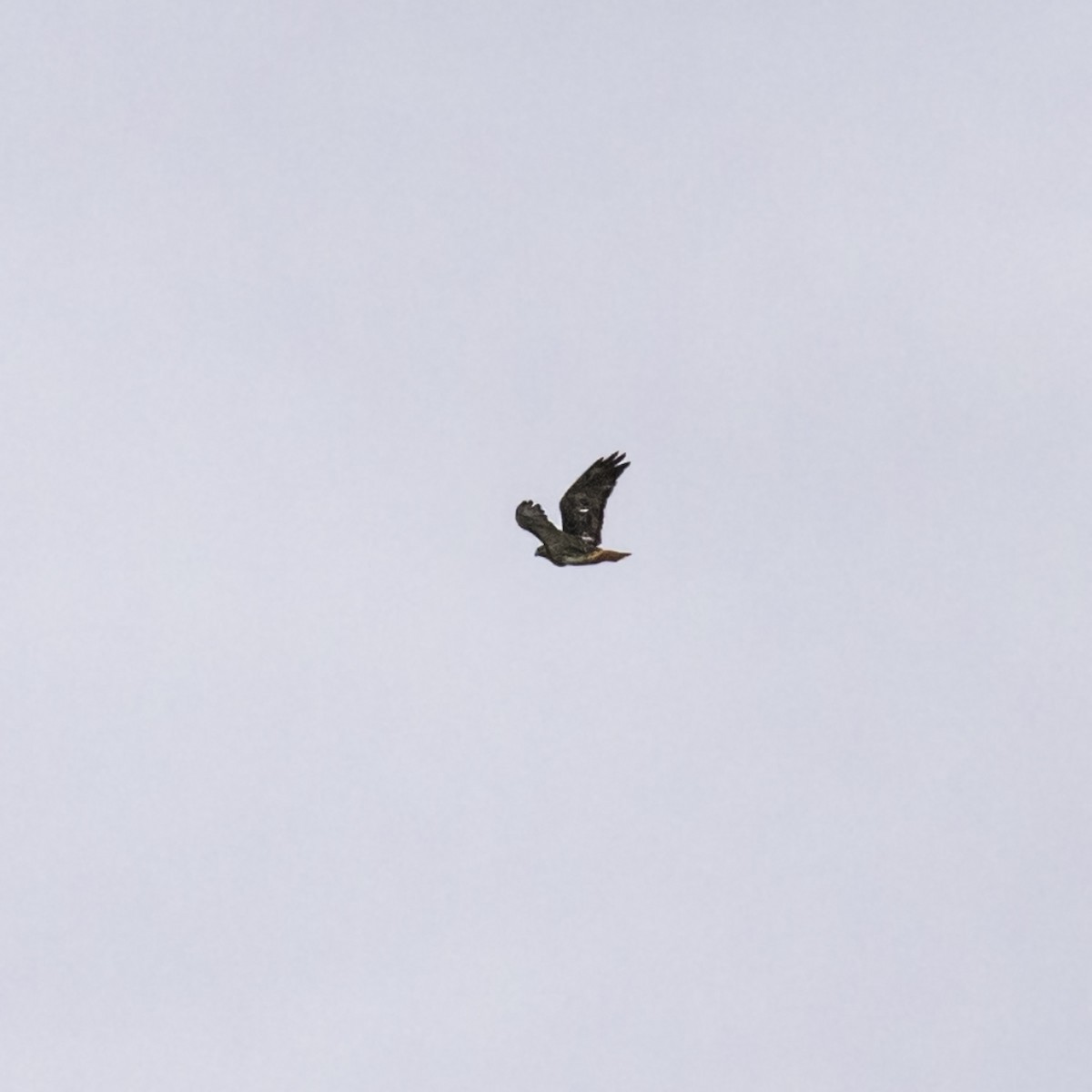 Red-tailed Hawk - ML643503895