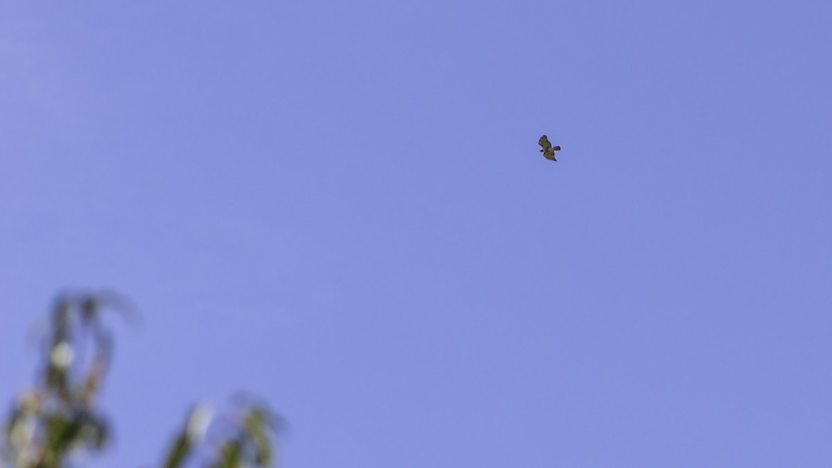 Red-tailed Hawk - ML643503897