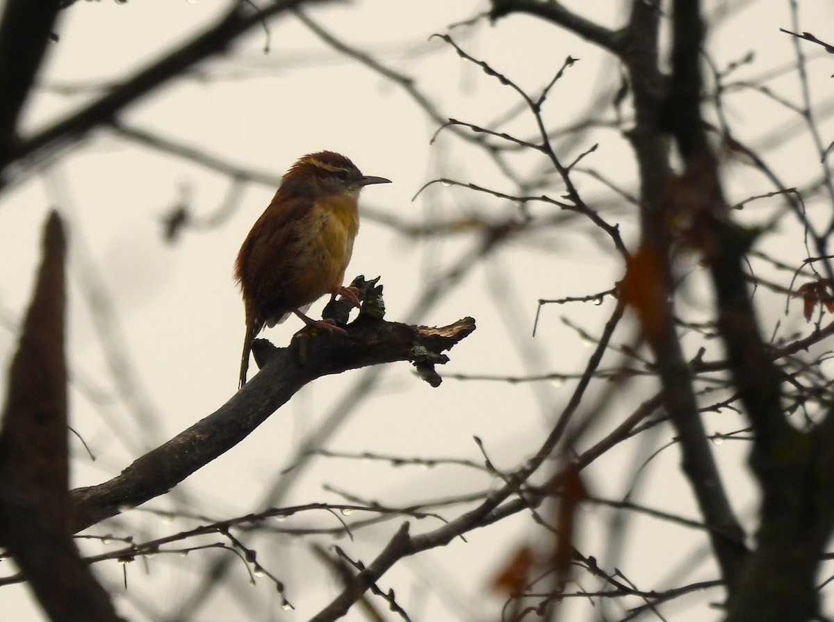 Carolina Wren - ML643503903