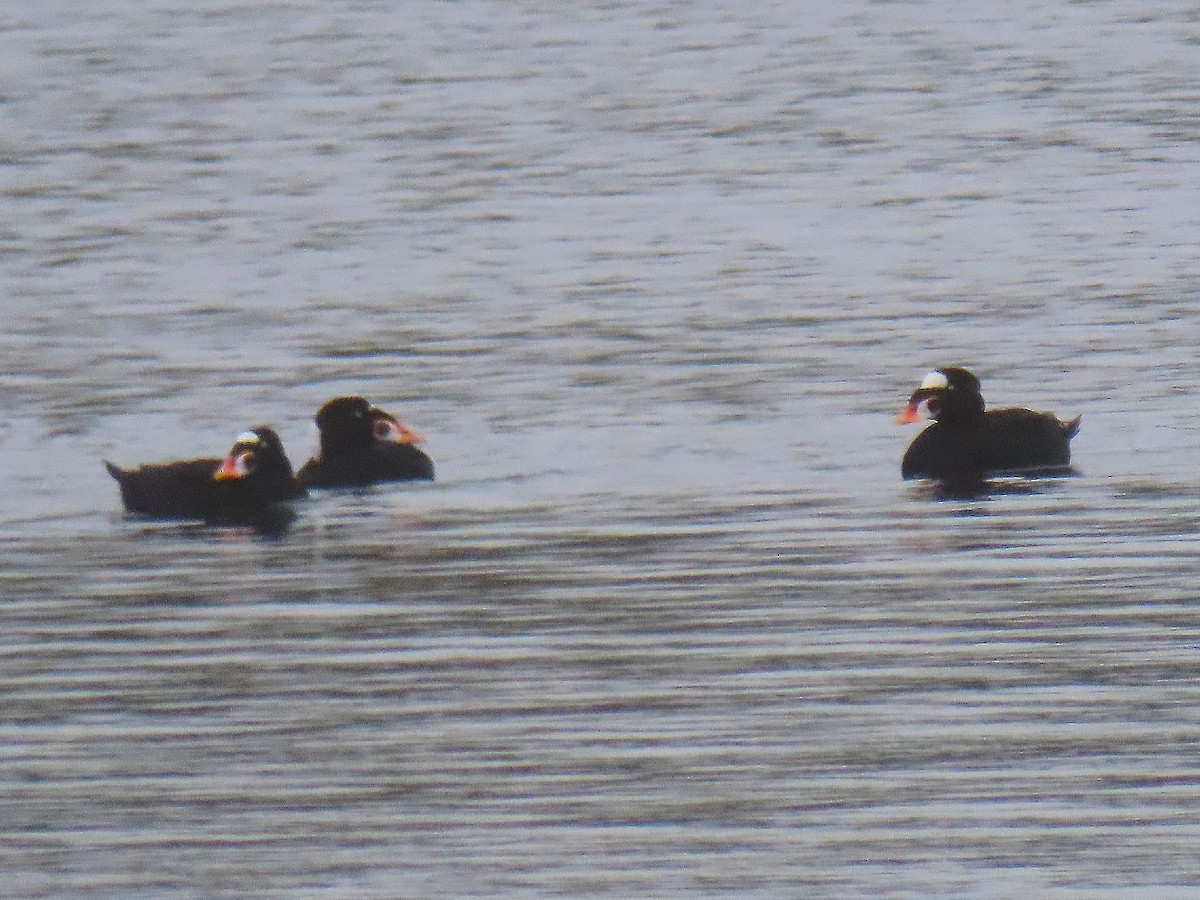 Surf Scoter - ML643503908