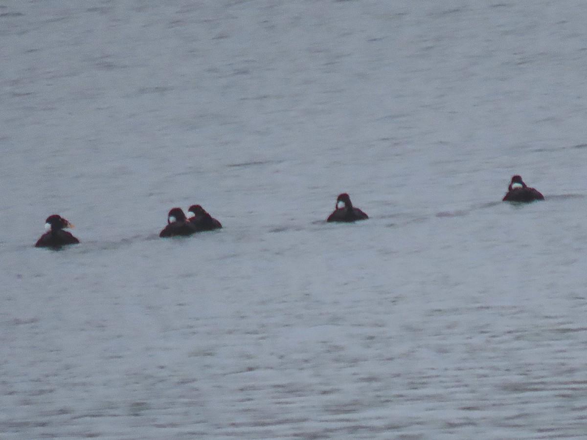 Surf Scoter - ML643503909