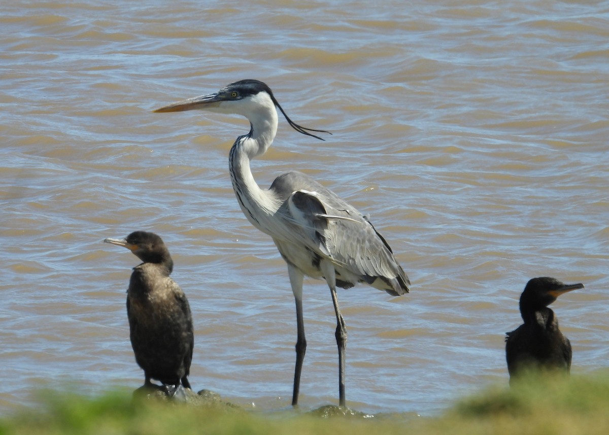 Cocoi Heron - ML643503920