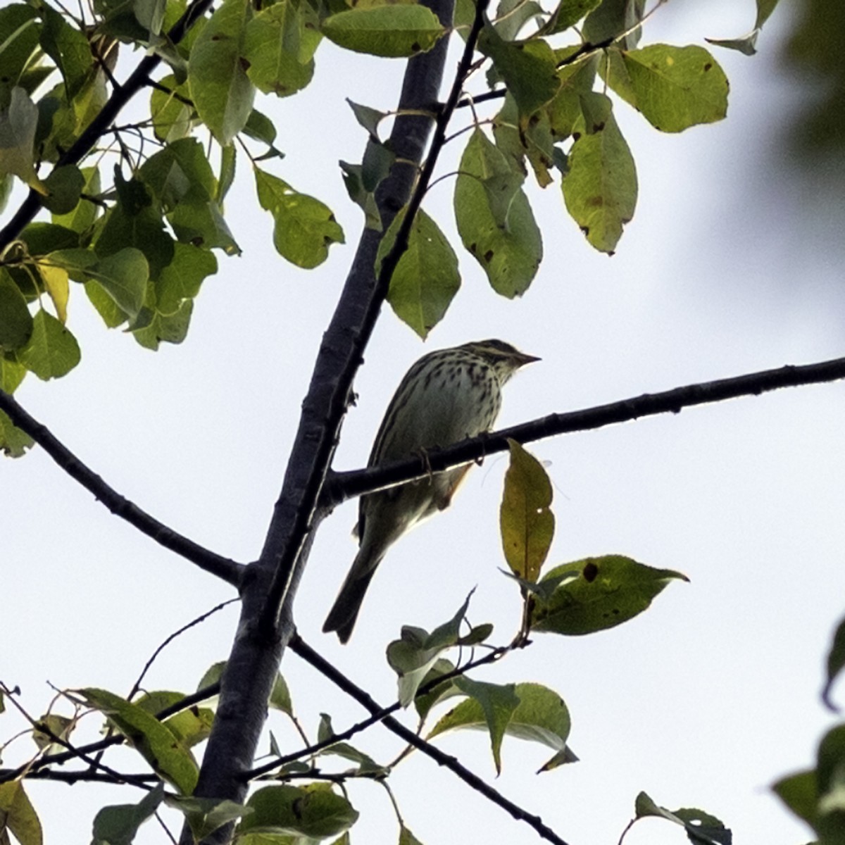 Savannah Sparrow - ML643503921