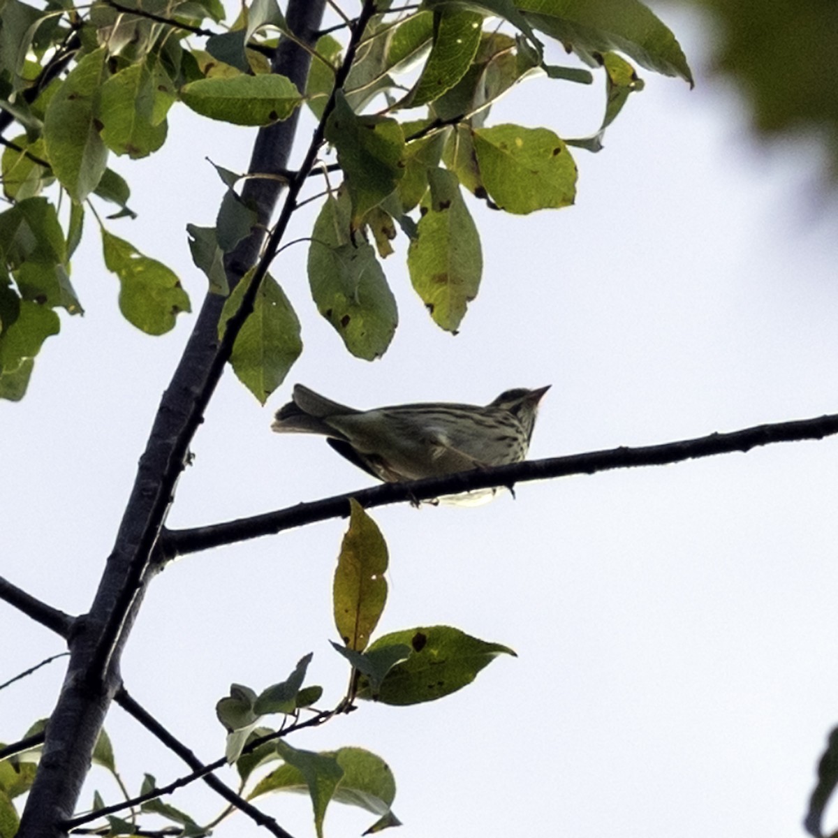 Savannah Sparrow - ML643503924