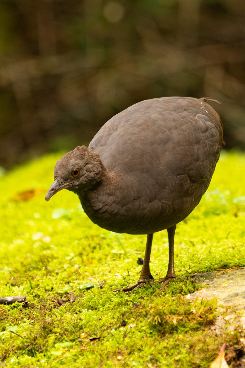 Cinereous Tinamou - ML643503925