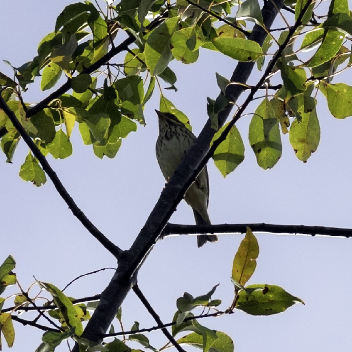 Savannah Sparrow - ML643503927