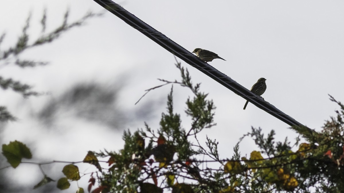 Savannah Sparrow - ML643503929