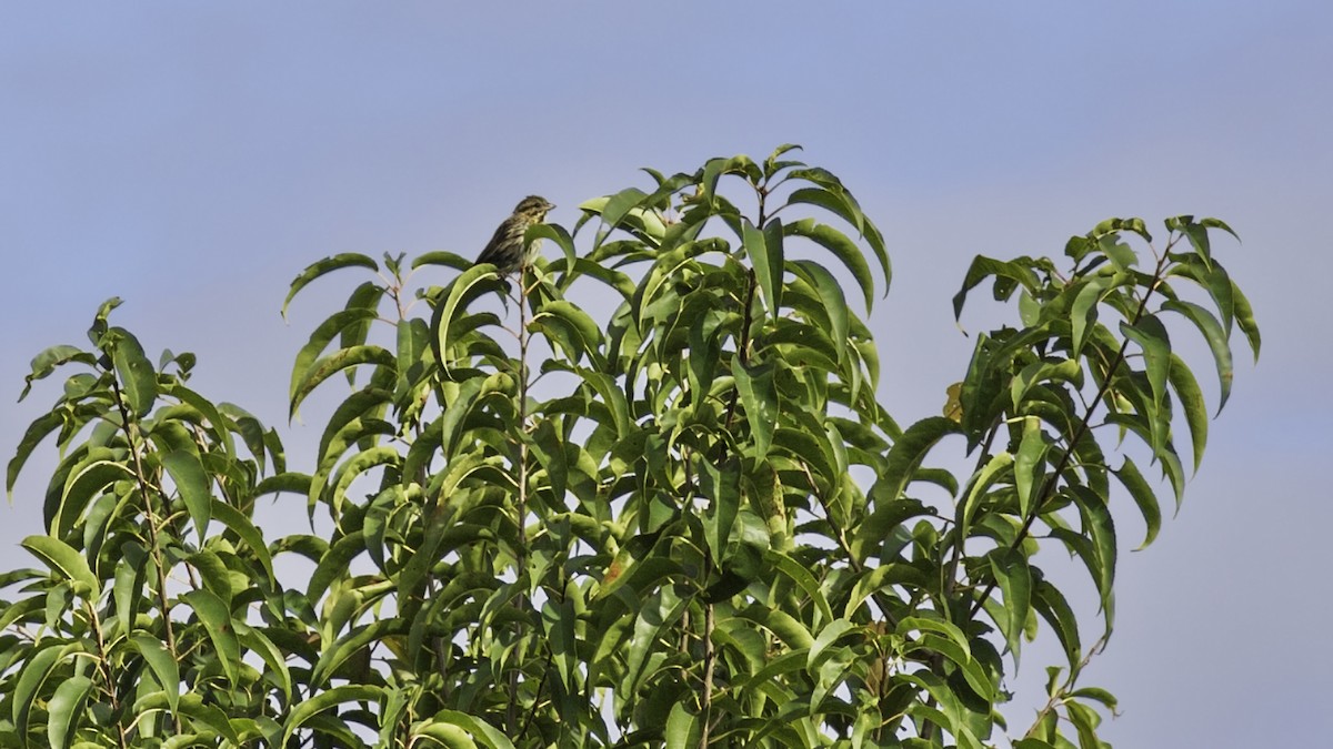 Song Sparrow - ML643503934