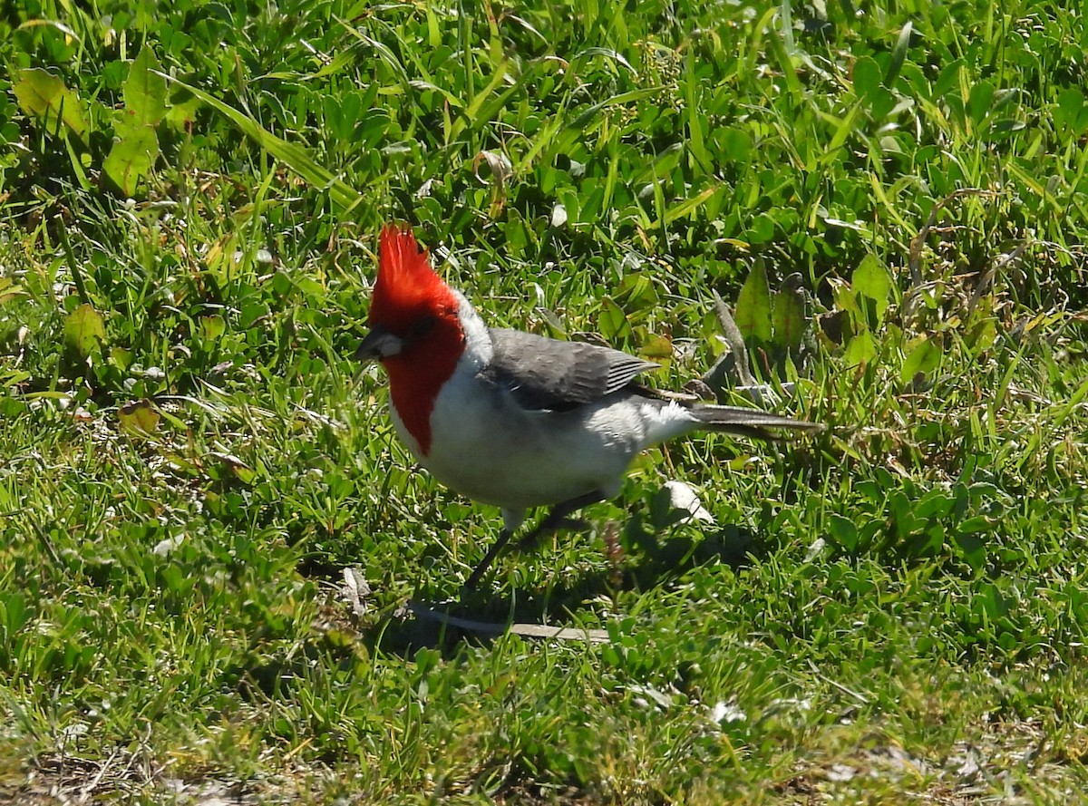 Red-crested Cardinal - ML643503942