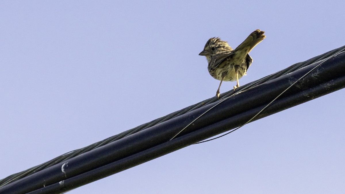 Song Sparrow - ML643503948