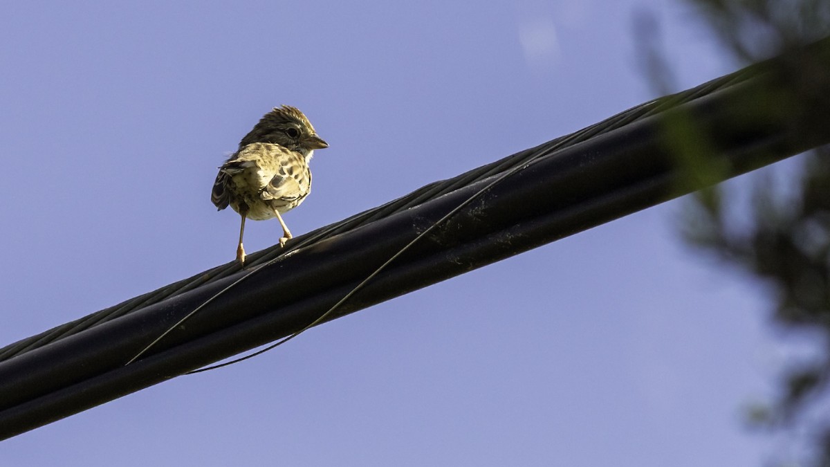 Song Sparrow - ML643503949