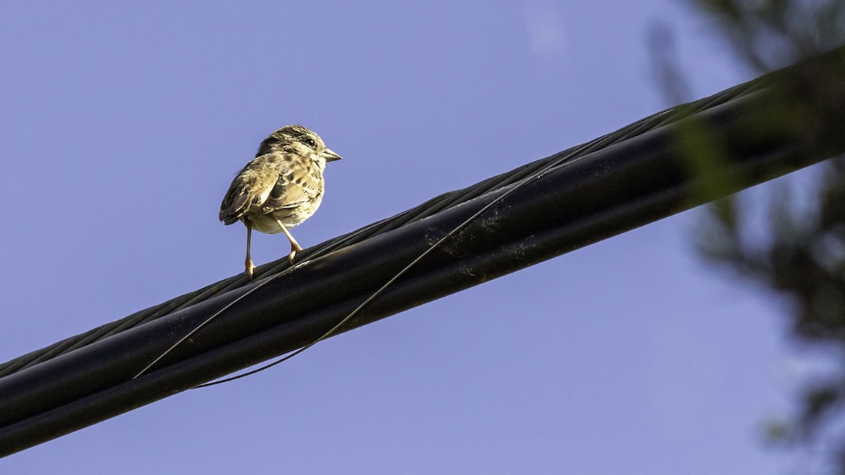 Song Sparrow - ML643503955