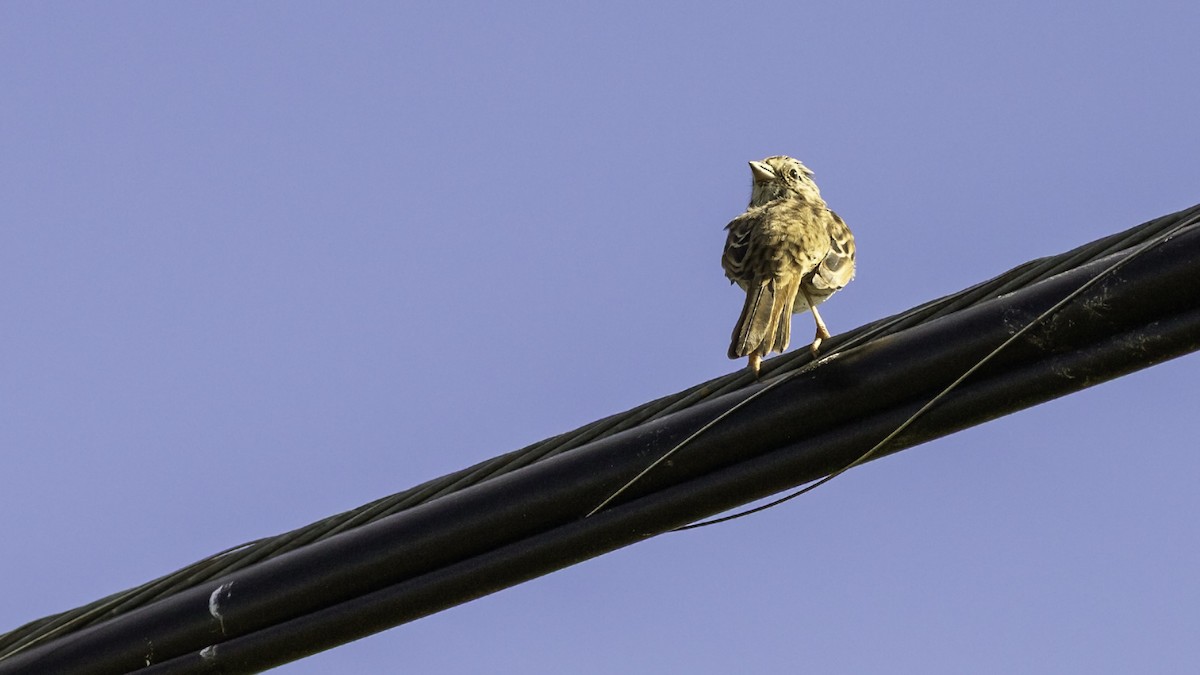 Song Sparrow - ML643503957