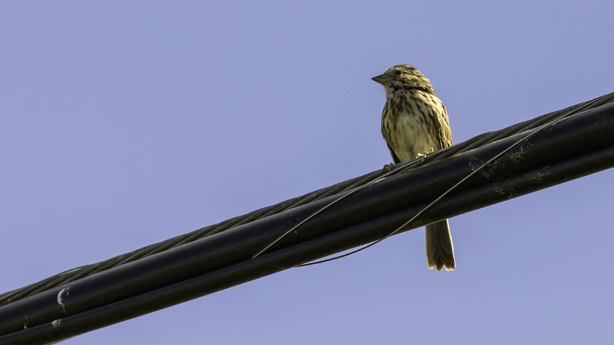 Song Sparrow - ML643503959