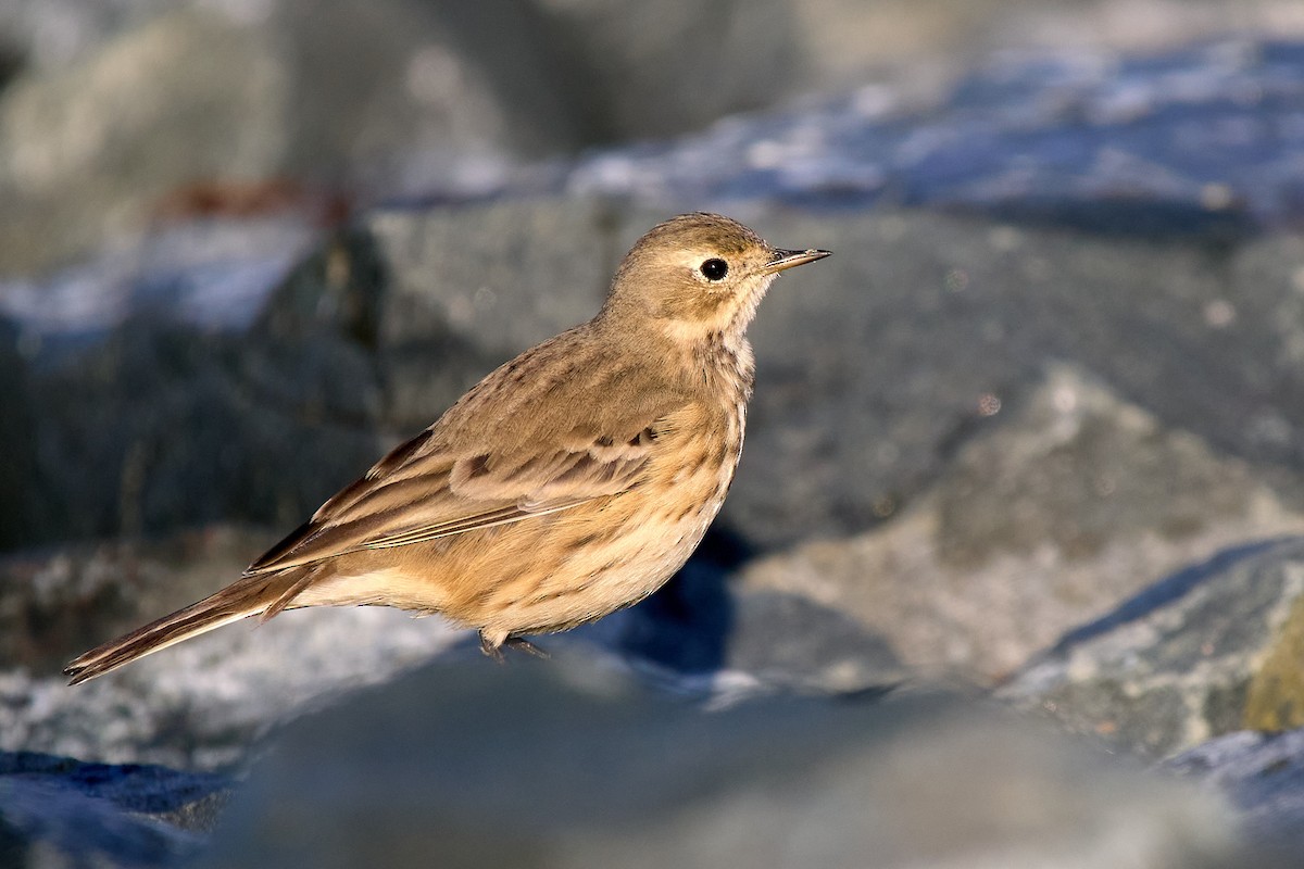 American Pipit - ML643503962