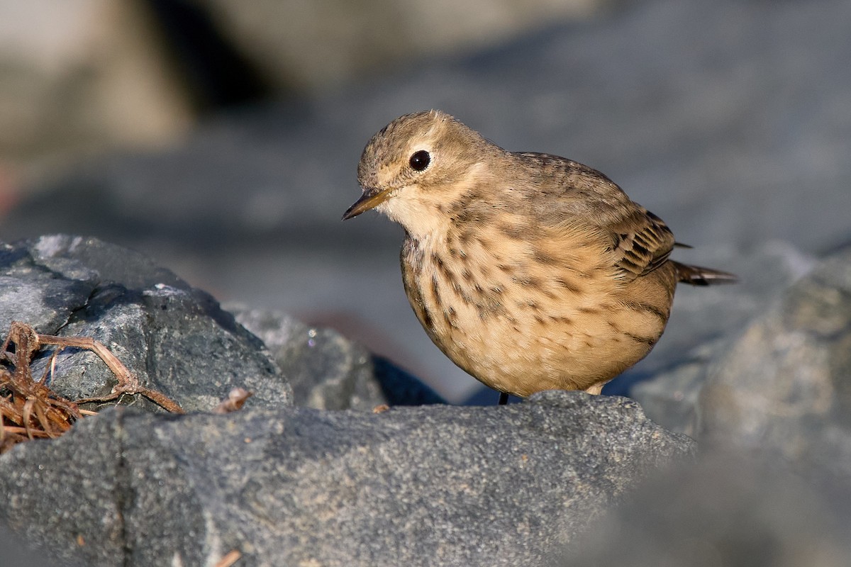 American Pipit - ML643503963