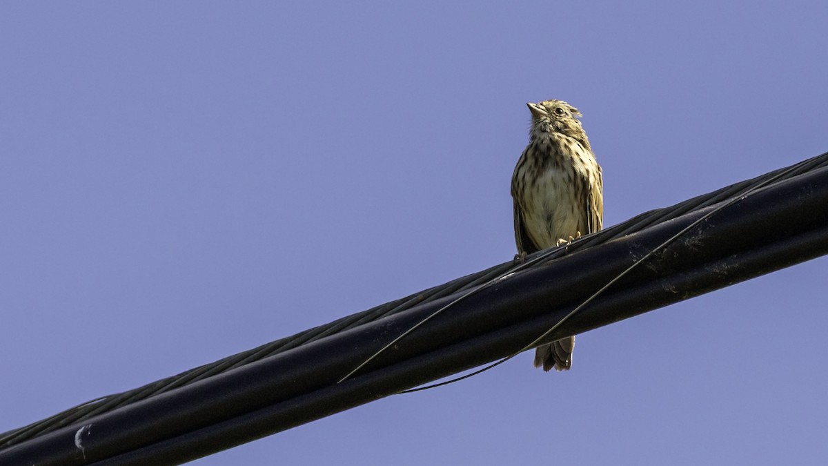 Song Sparrow - ML643503964