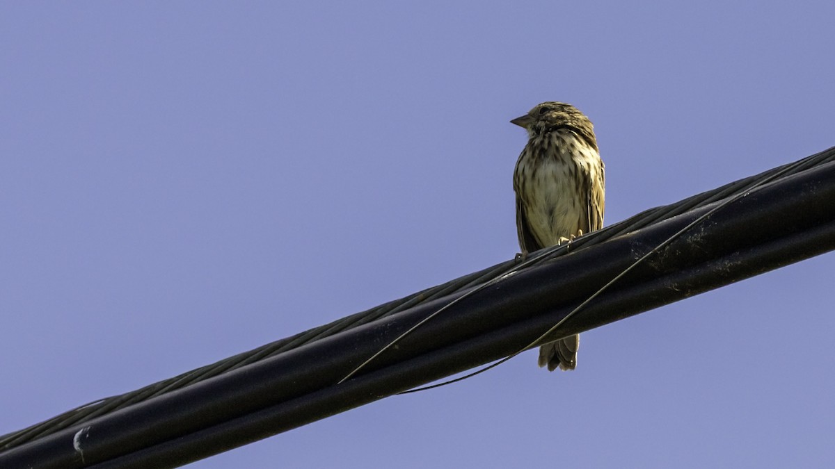 Song Sparrow - ML643503965