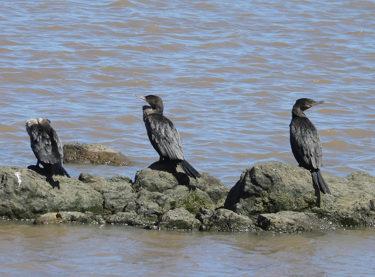 Neotropic Cormorant - ML643503971