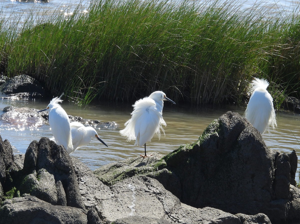 Snowy Egret - ML643503977