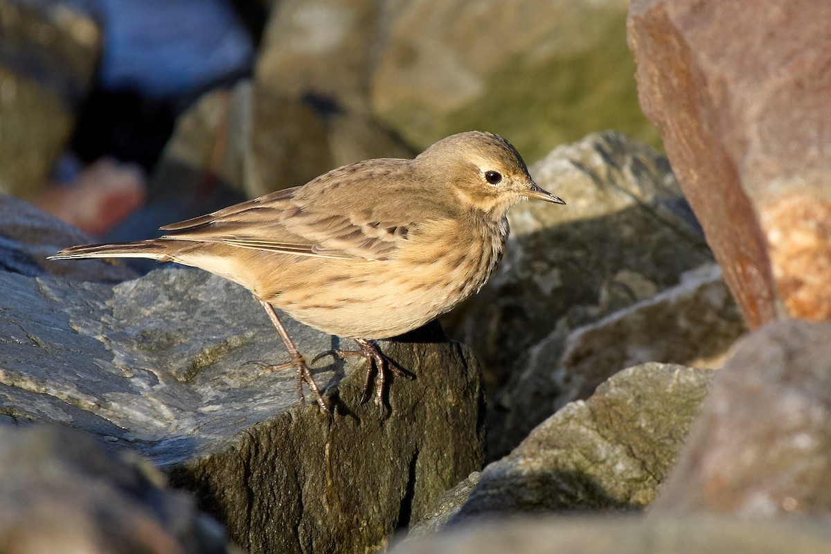 American Pipit - ML643503986