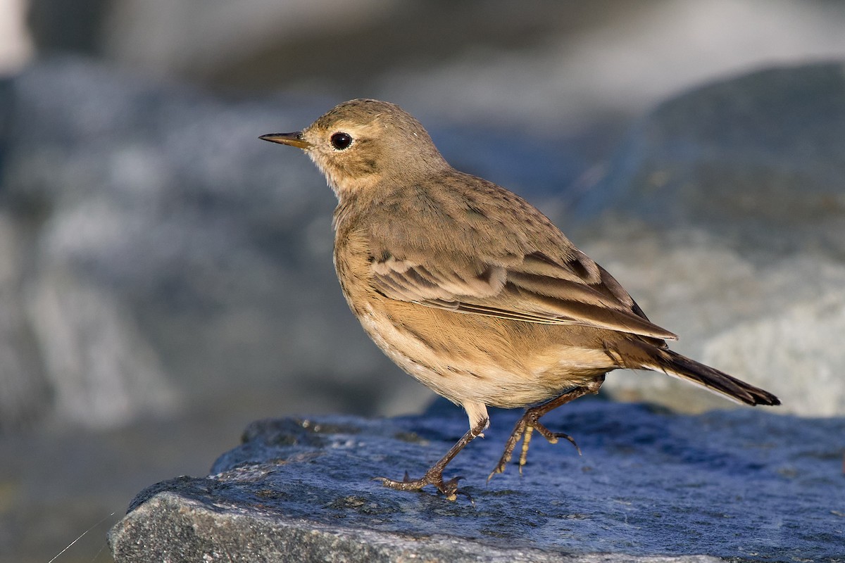 American Pipit - ML643503987
