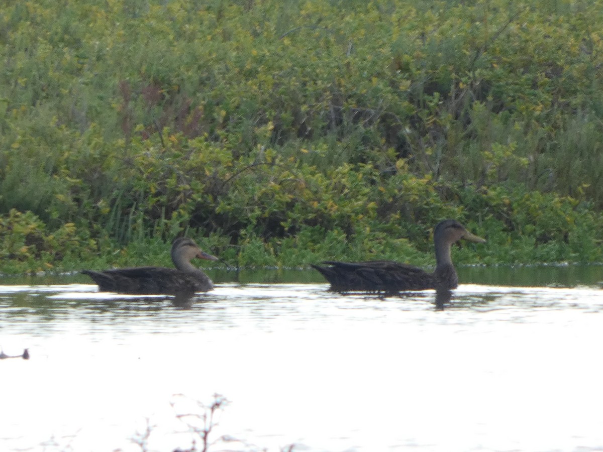 Mottled Duck - ML643504001