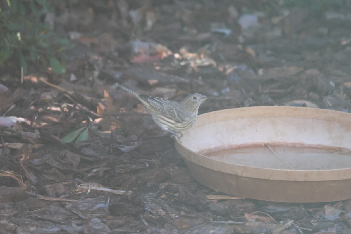 House Finch - ML643504002