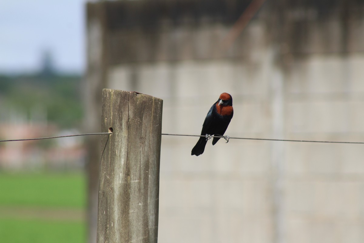 Chestnut-capped Blackbird - ML643504007
