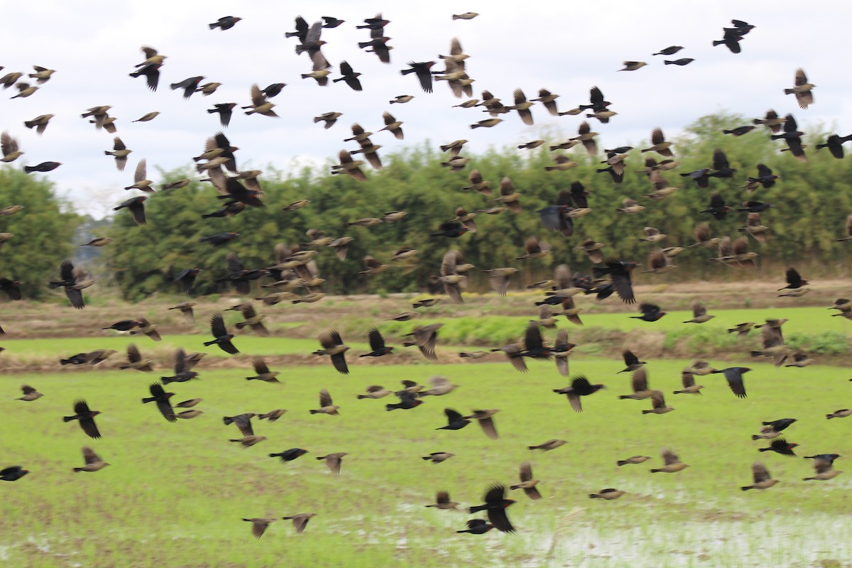 Chestnut-capped Blackbird - ML643504008