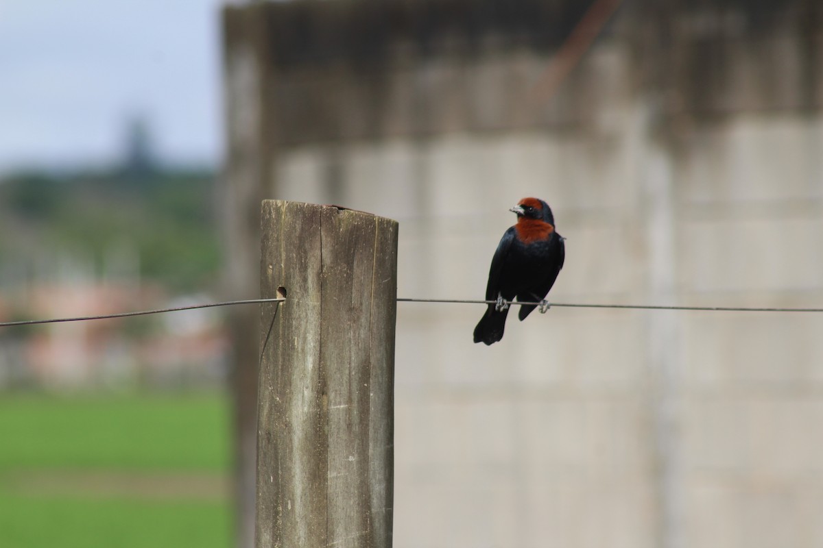 Chestnut-capped Blackbird - ML643504009