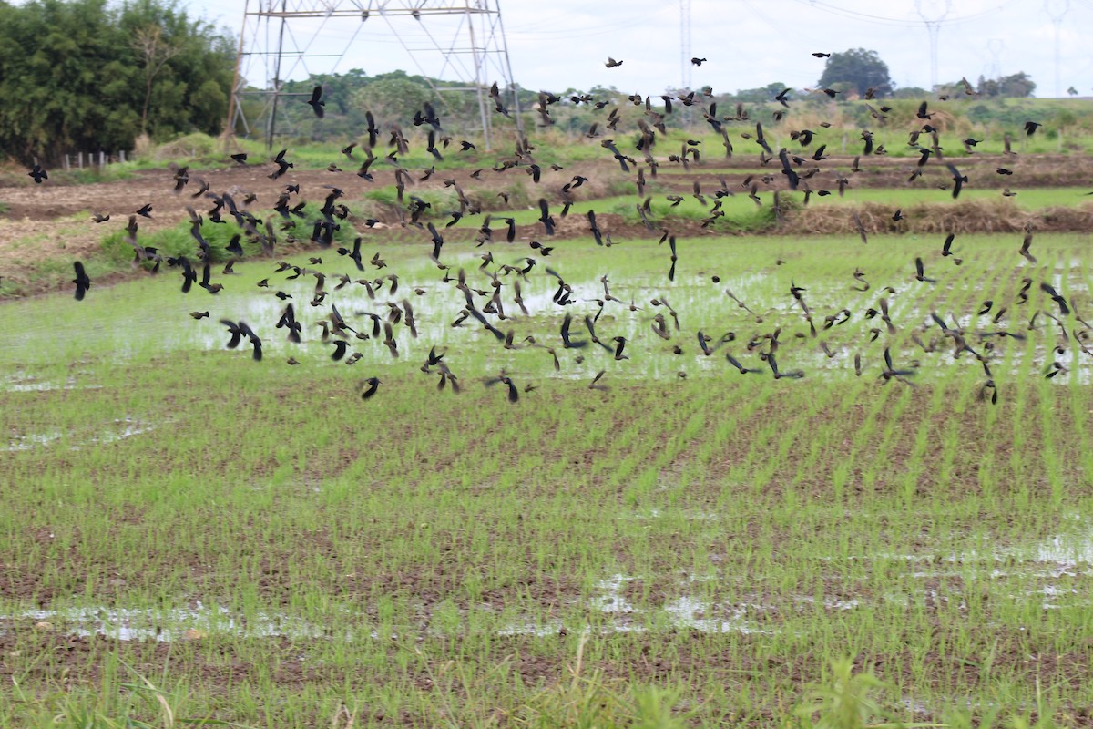 Chestnut-capped Blackbird - ML643504010