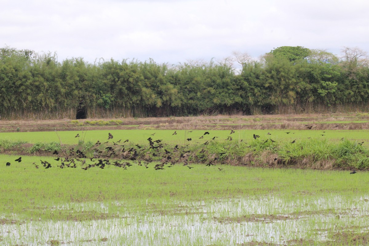 Chestnut-capped Blackbird - ML643504011