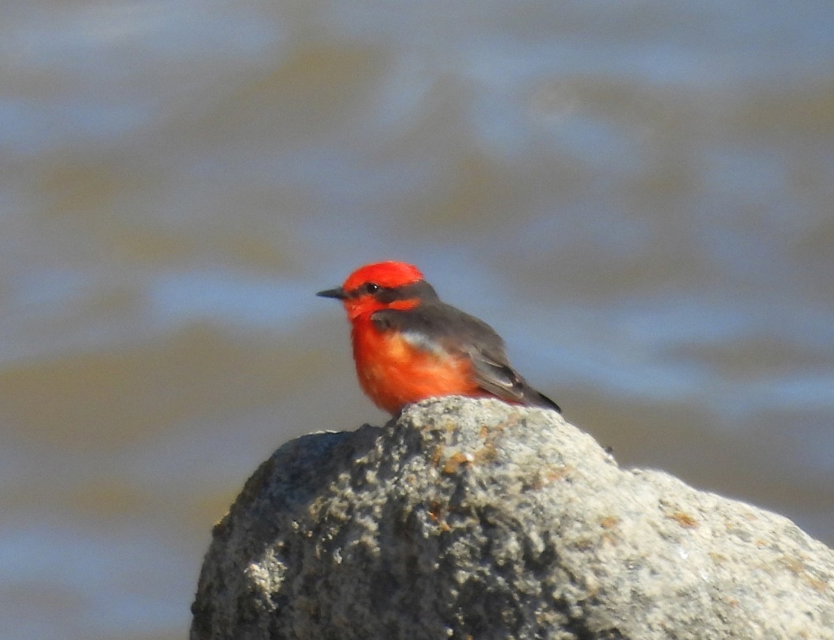 Vermilion Flycatcher - ML643504017