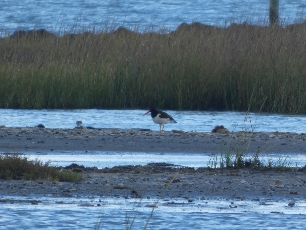 American Oystercatcher - ML643504033