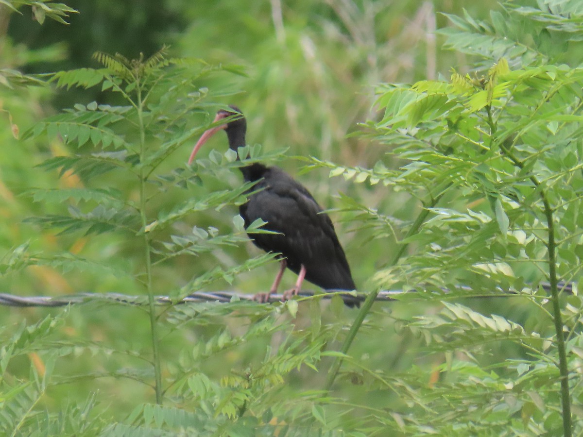 Bare-faced Ibis - ML643504050