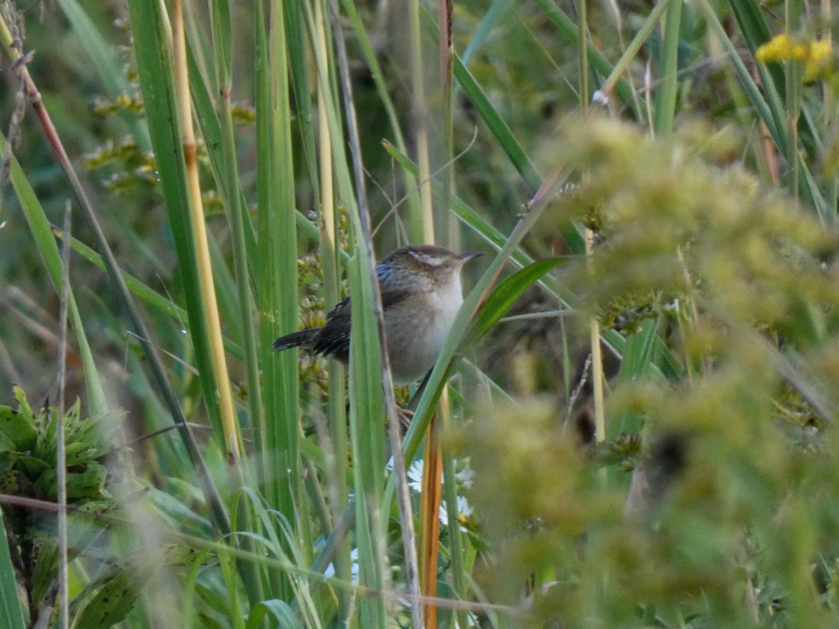 Marsh Wren - ML643504051
